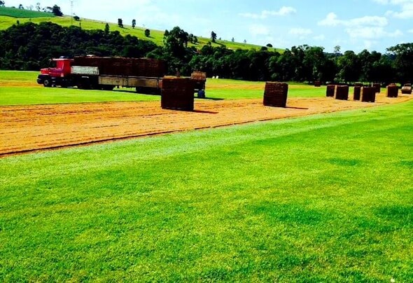Grama para campo de futebol